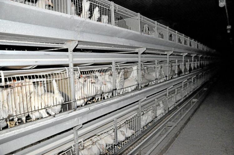 Djurrättsalliansens JO-anmälningar nedlagda