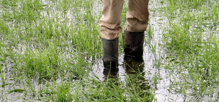 Skånebönder slipper krav på grön mark