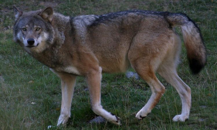 Får dödade i vargattack