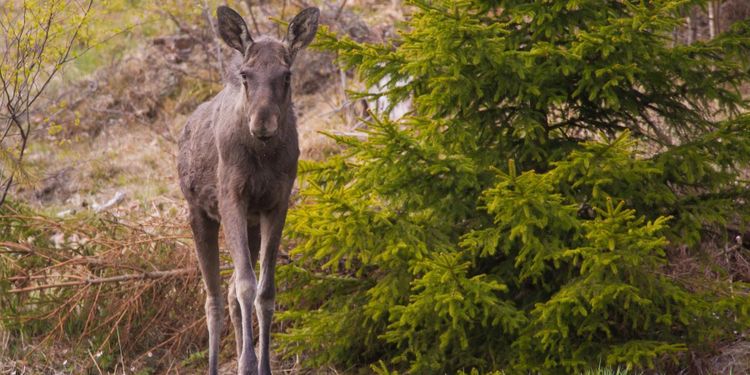 Fler och större älgkalvar för 50 år sen