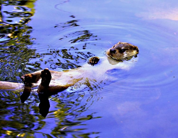 I dag är uttern spridd i stora delar av landet men det är inte tillåtet att jaga den.