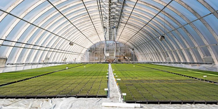 Sex miljoner plantor i ett och samma växthus