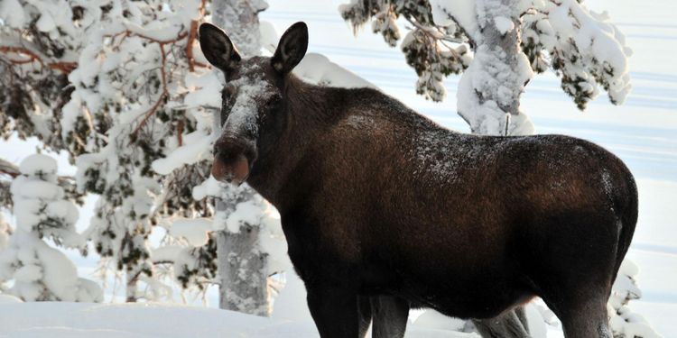 Kritiserad vårjakt på älg ställs in