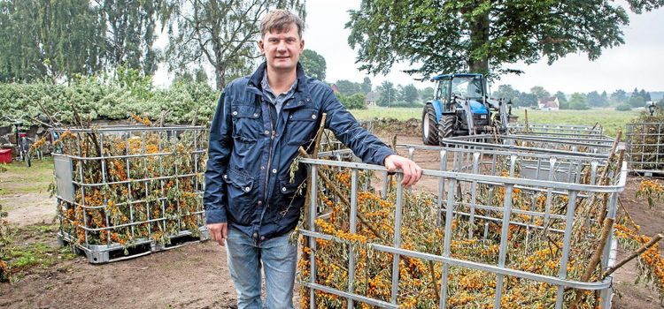 Ett lönsamt och nyttigt bär