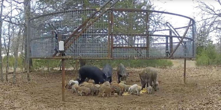 Ny vildsvinsfälla fångar hela flocken