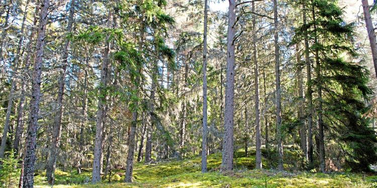 Billerud Korsnäs omvärderar skogen
