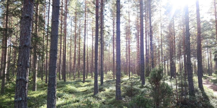 Debatt: Staten kan klara av FSC-kraven själva