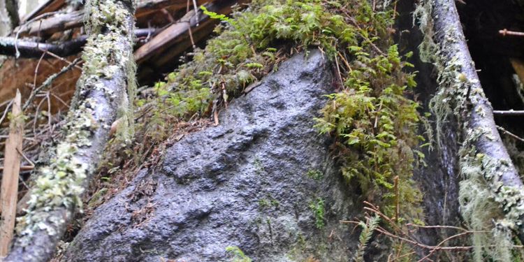 Med vittring på hållbarhet