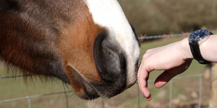 Hästar fortsätter att insjukna