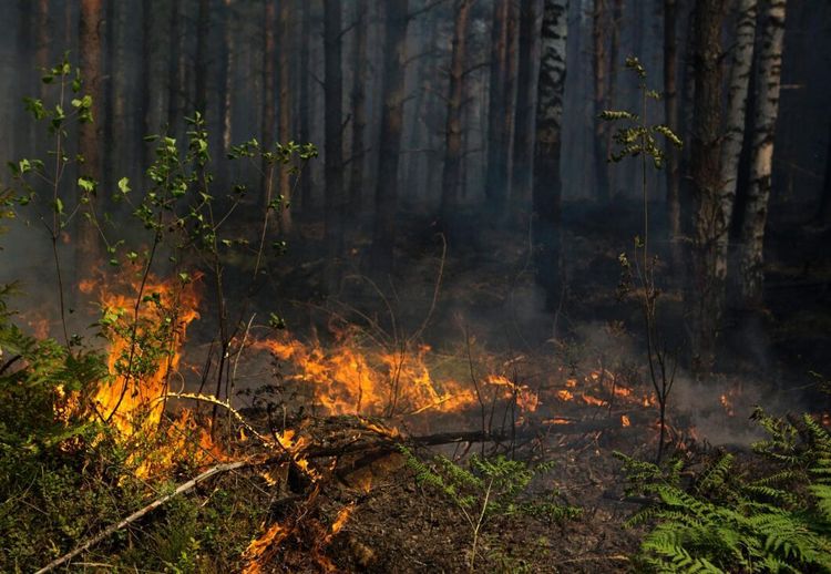 Jordbruksmark skyddar mot bränder