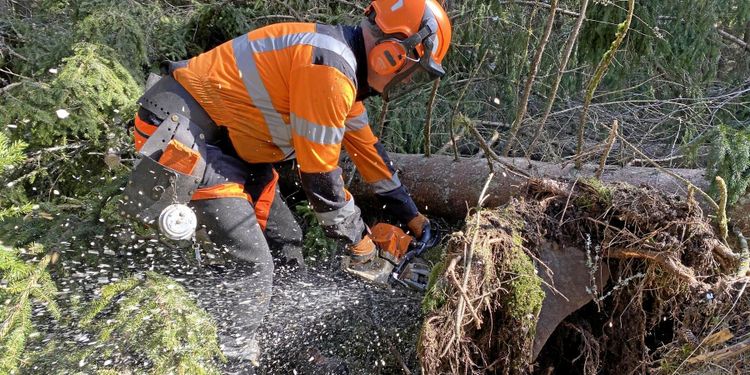 Nu vaknar barkborrarna: ”Passa på att avverka”