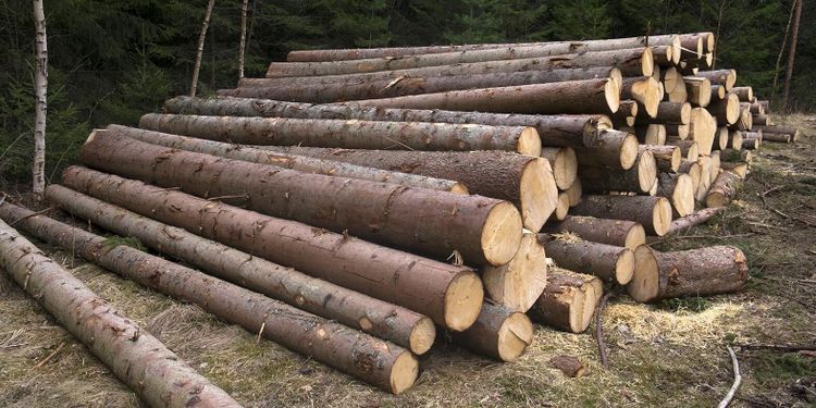 ”Därför har skogen en viktig roll i klimatdebatten”