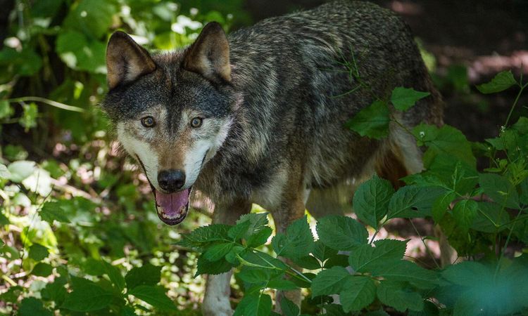 Nya vargattacker mot fårgårdar