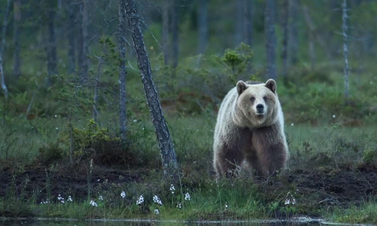 Jägareförbundet kräver utökad björnjakt