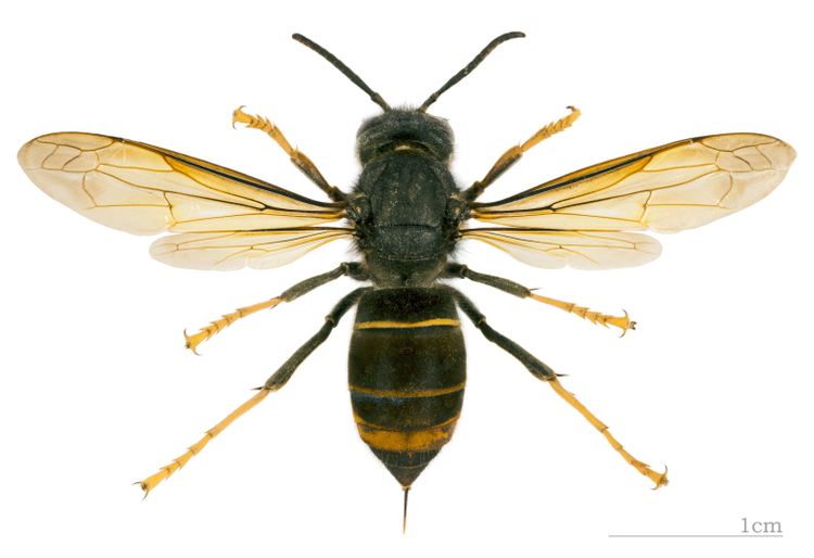 Sammetsgetingen fångar och äter honungsbin.