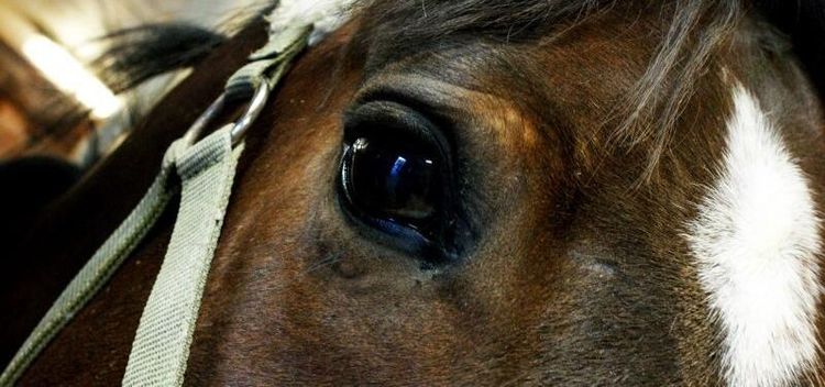 Vittnen fällde polisens krav