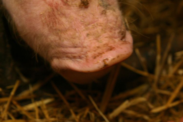 First Farms köper stor grisproduktion