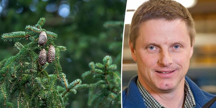 Skogsägarna som väljer bort certifiering