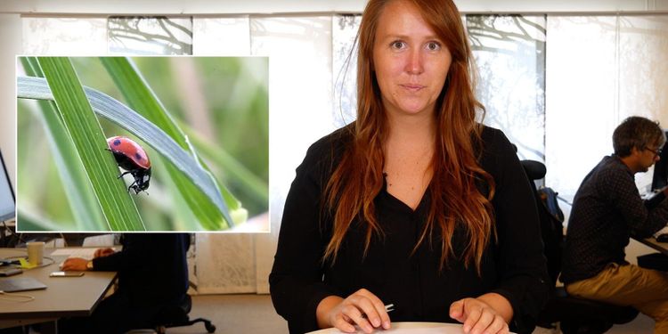 ATL TV: Så kan lantbruket gynna insekter