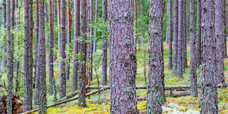 Låt inte EU sätta käppar i hjulet för svenskt skogsbruk