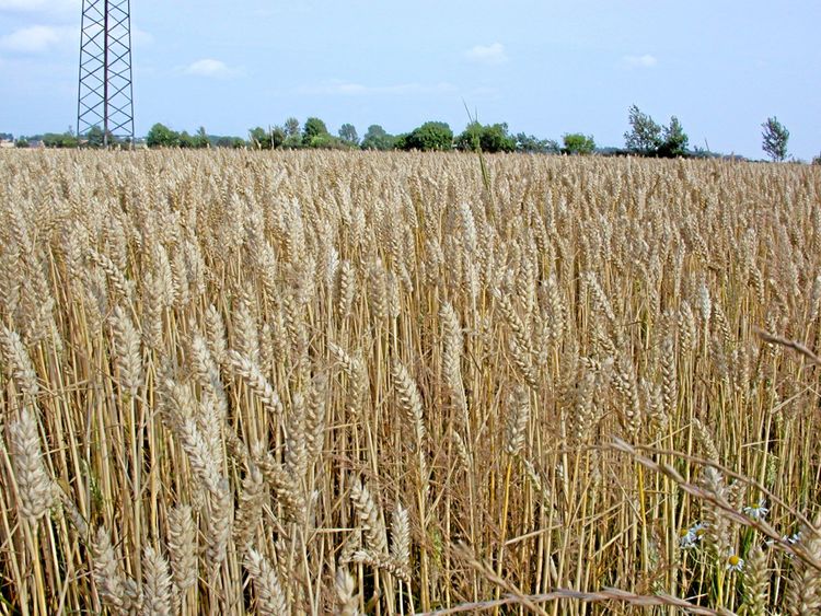 Vetet når nya höjder