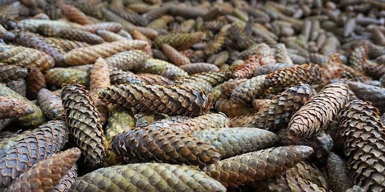 Varm sommar gav bra kottår