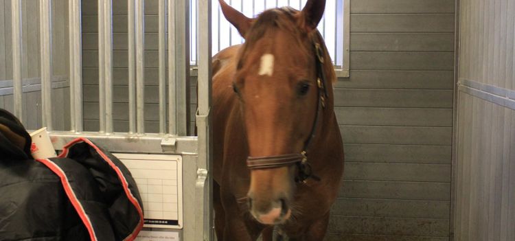 Akut höbrist i Mellansverige