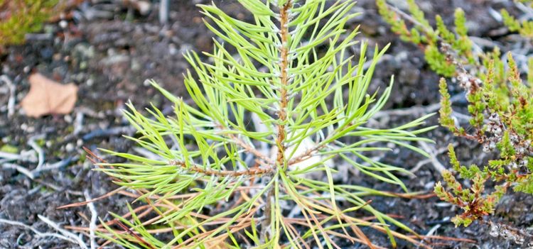 Slutet nära för kemiskt skydd av plantor