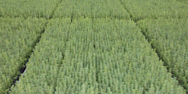 21 miljoner investeras i plantskola