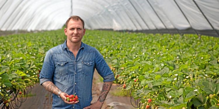 Remonterade plantor lyfter bärodling