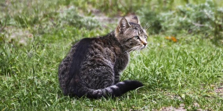 Lagförslag: Ladugårdskatter måste registreras