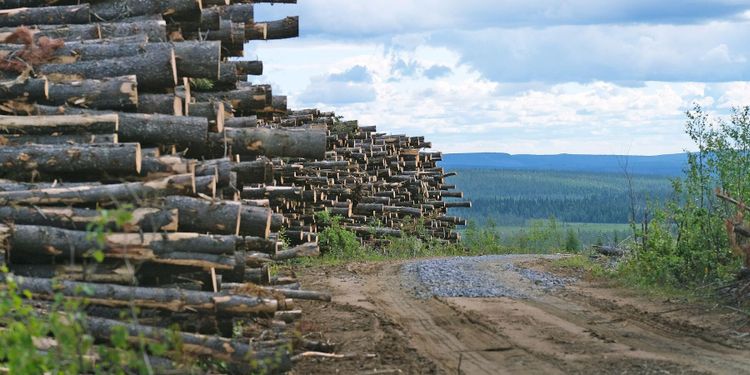 Experten: ”Många contortamisstag gjordes på 1970-talet”