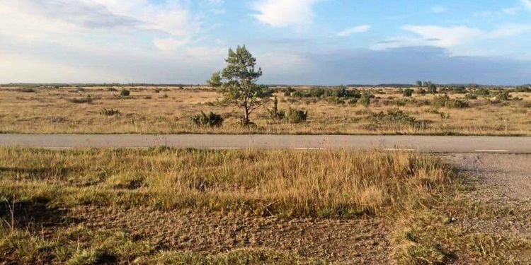 Foderkris på Öland – nu utreds transportstöd