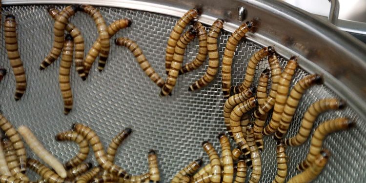 Efsa: Larver kan ätas utan risk