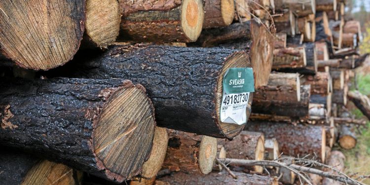 Rekordresultat för Sveaskog