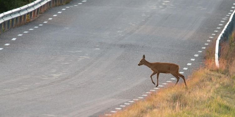 Län för län: Här sker flest viltolyckor
