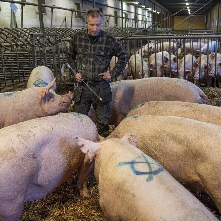 Indraget postflyg drabbar grisbönder