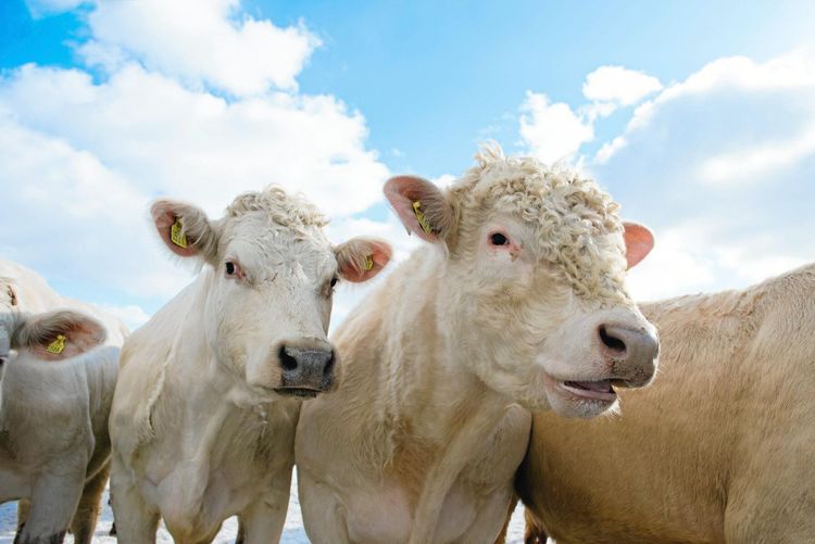 Nio kor på oväntat besök