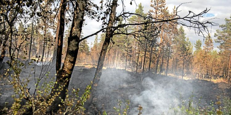 Skog för 900 miljoner kronor har brunnit upp