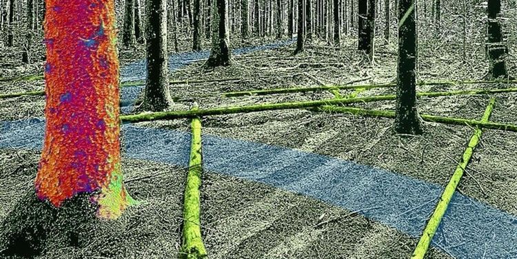 Miljonregn över skogsforskning