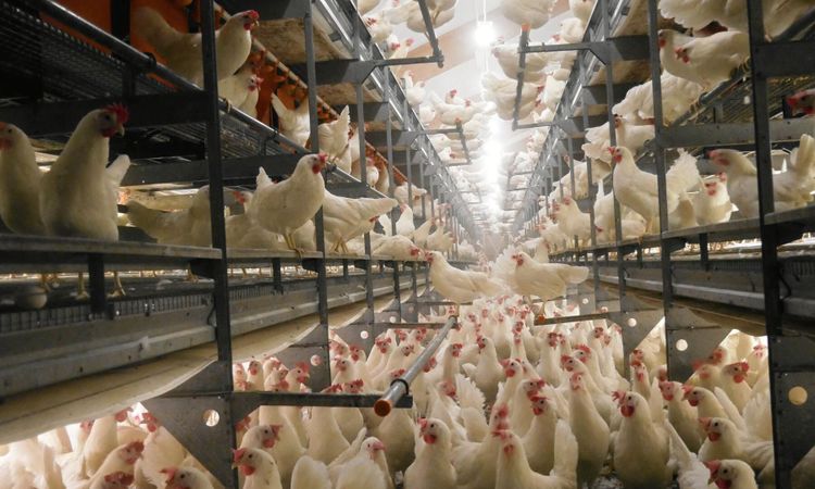 Matjättar säger nej till höns i bur
