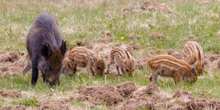 ”Lamt förslag om utfodring av vilt”