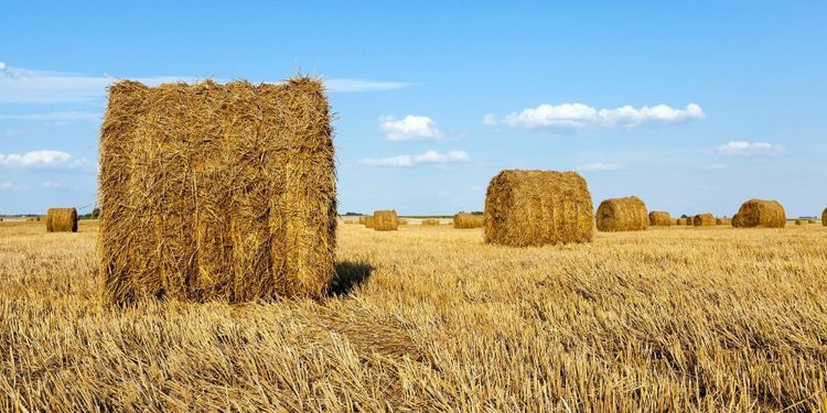 Hö från Kanada kan bli räddningen