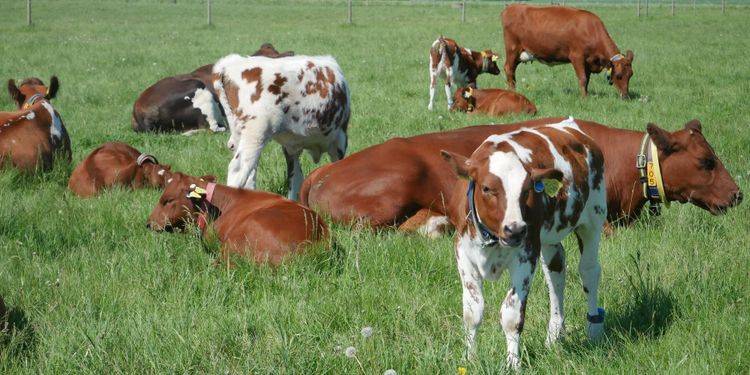 Mjölkkor och kalvar tillsammans på försök