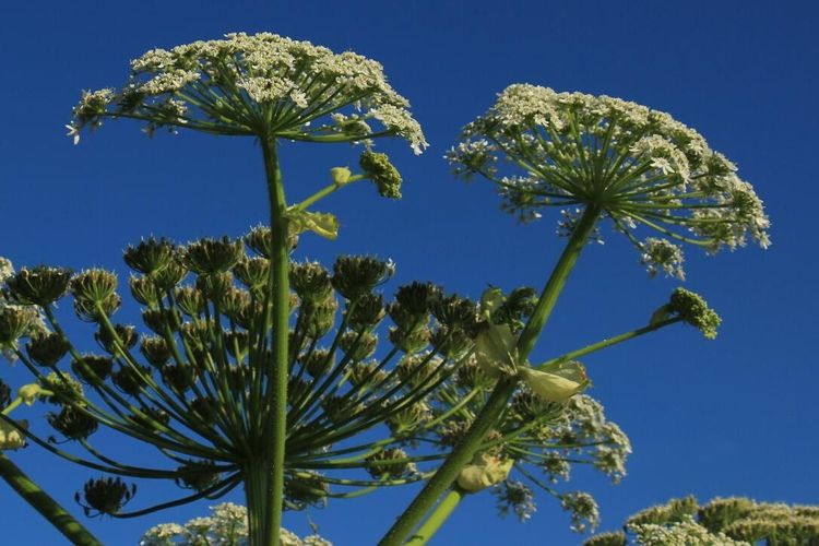 Krav på att bekämpa giftig växt