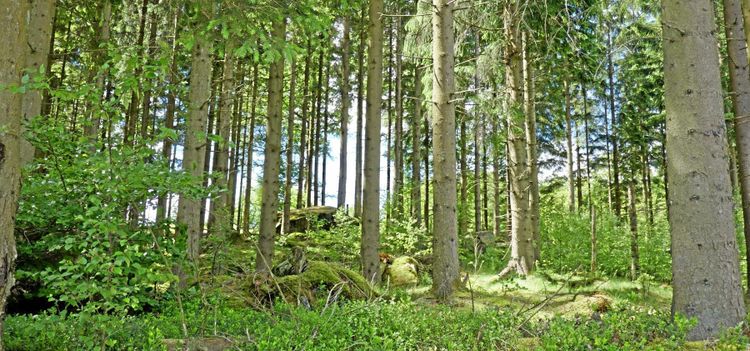 Två skogsbruksplaner – helt olika virkesvolym