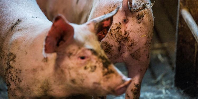 Smittkälla för ovanlig salmonella ännu okänd