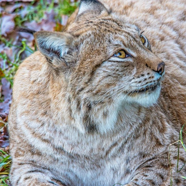 Sköt lodjur i hönsgård - utreds för jaktbrott