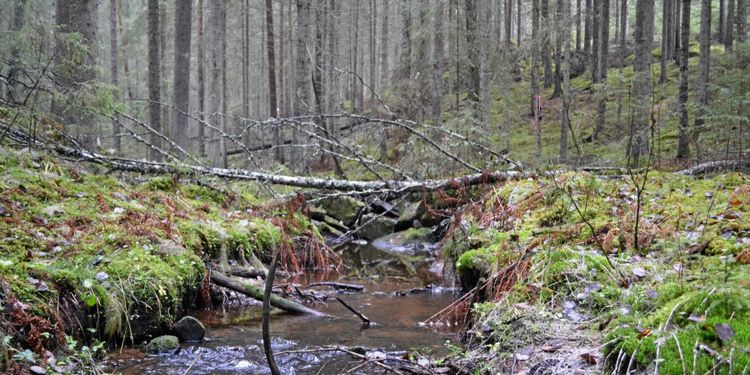 Läckt rapport: Skrota nyckelbiotoper
