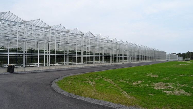 Företagets stora nya anläggning i Härnösand för odling av tomater och lax.